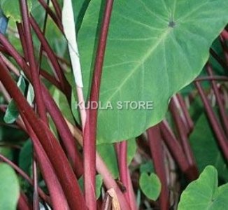 Colocasia Leaves - Thokku
