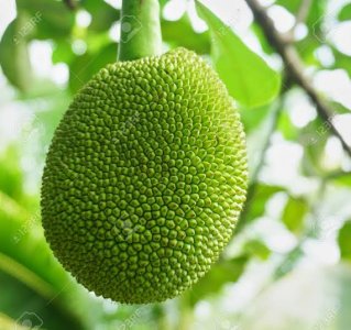 Raw Jackfruit ( Seasonal )