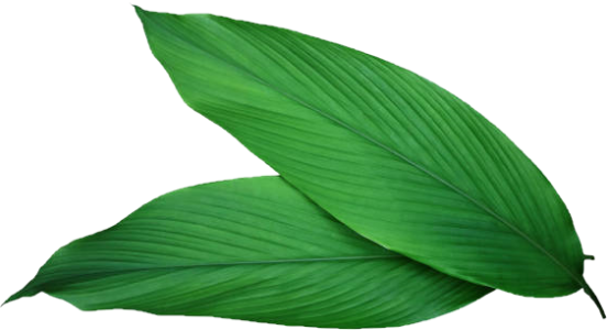 Turmeric leaves
